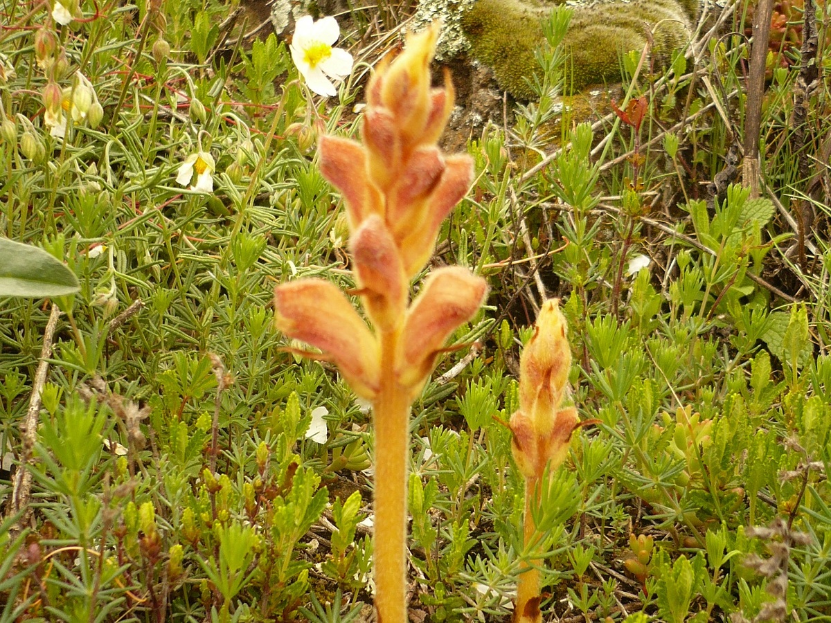 Orobanche teucrii (Orobanchaceae)